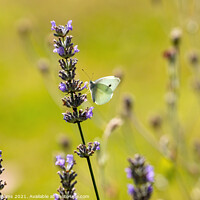 Buy canvas prints of Small White Butterfly on Lavender by Craig Williams