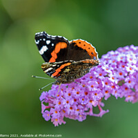 Buy canvas prints of Red Admiral on Buddleia plant by Craig Williams