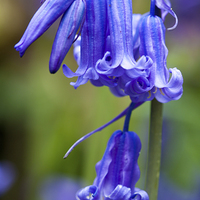Buy canvas prints of  Bluebells of Sussex by Craig Williams