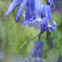 Buy canvas prints of  Bluebell Textures by Craig Williams