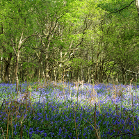 Buy canvas prints of  Glorious Bluebells  by Craig Williams