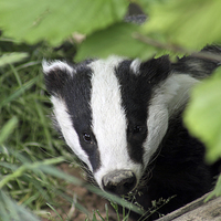 Buy canvas prints of  Young Badger Exploring by Craig Williams