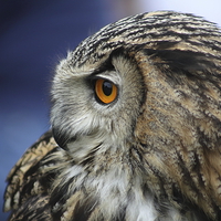Buy canvas prints of  Eagle Owl II by Craig Williams