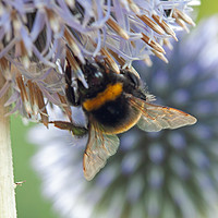 Buy canvas prints of Bumble Bee on Echinops Flower by Craig Williams