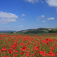 Buy canvas prints of Poppy Field nr.. Lewes, Sussex by Craig Williams