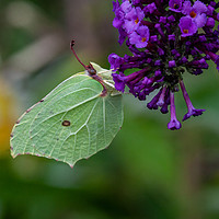 Buy canvas prints of Brimstone Butterfly feasting on Buddleia  by Craig Williams