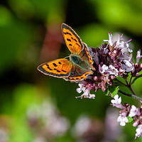 Buy canvas prints of Small Copper Butterfly on Wild Marjoram by Craig Williams