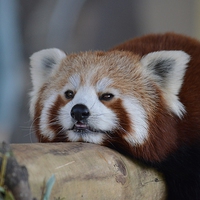 Buy canvas prints of   Red Panda by Jason Cole