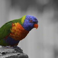 Buy canvas prints of  Colourful Bird by Jason Cole