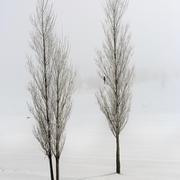 Buy canvas prints of  Poplar trees in winter by yavuz sariyildiz