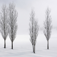 Buy canvas prints of  Poplar trees in winter  by yavuz sariyildiz