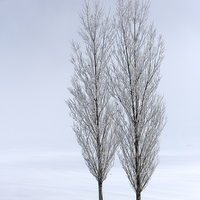 Buy canvas prints of Poplar trees in winter by yavuz sariyildiz