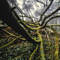 Buy canvas prints of The Fallen Tree I by Marco Oliveira
