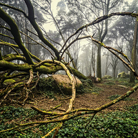 Buy canvas prints of The Fallen Tree II by Marco Oliveira
