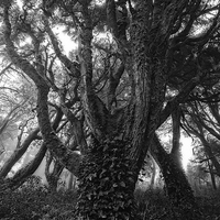 Buy canvas prints of Gothic Woods I by Marco Oliveira