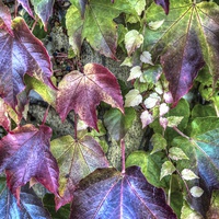 Buy canvas prints of  Leafs by Paul Williams