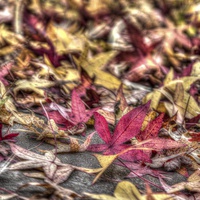 Buy canvas prints of  Red and yellow leafs by Paul Williams