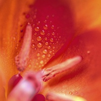 Buy canvas prints of  Tulip after the rain by Paul Williams