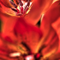 Buy canvas prints of Red Flower Trip by Paul Williams