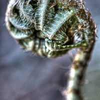 Buy canvas prints of Curly Leaf by Paul Williams