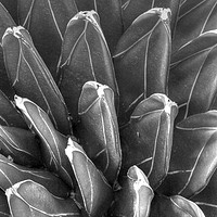 Buy canvas prints of Black and White pointy plant by Paul Williams