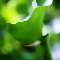 Buy canvas prints of Fifty shades of Green by Paul Williams