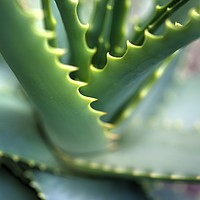 Buy canvas prints of Cactus with serrated edged leafs by Paul Williams
