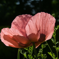 Buy canvas prints of  Oriental Poppy by Elaine Turpin