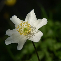 Buy canvas prints of  Wood Anemone by Elaine Turpin