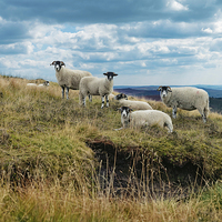 Buy canvas prints of  Flock of sheep by Jolanta Kostecka