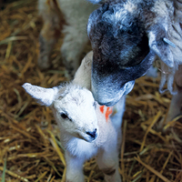 Buy canvas prints of  Mother sheep with lamb by Jolanta Kostecka