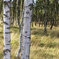 Buy canvas prints of  Birch forest by Jolanta Kostecka