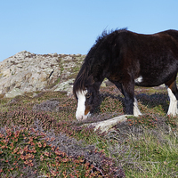 Buy canvas prints of  Wild mountain horse by Jolanta Kostecka