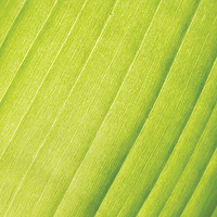 Buy canvas prints of Vivid palm leaf by Jolanta Kostecka