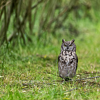 Buy canvas prints of Owl in forest by Jolanta Kostecka