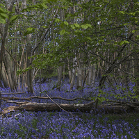 Buy canvas prints of  Bluebell Woods by Ian Sweetman