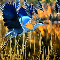 Buy canvas prints of  Blue Heron by Jack Torcello