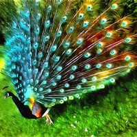 Buy canvas prints of  Peacock in Splendour! by Jack Torcello