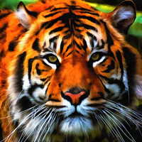 Buy canvas prints of  Sumatran Tiger by Jack Torcello