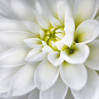 Buy canvas prints of White Dahlia by Adrian Brockwell