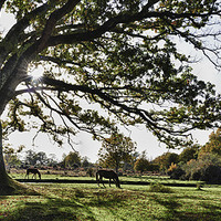 Buy canvas prints of New Forest Horses by Adrian Brockwell