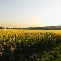 Buy canvas prints of Mustard Field by Adrian Brockwell