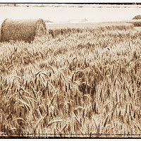 Buy canvas prints of Harvest time by Adrian Brockwell