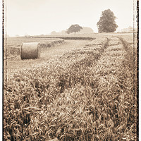 Buy canvas prints of Harvest time by Adrian Brockwell