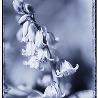 Buy canvas prints of bluebells by Adrian Brockwell