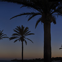 Buy canvas prints of Palm Tree Silhouette by Adrian Brockwell