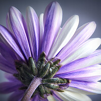 Buy canvas prints of Purple Daisy by Adrian Brockwell