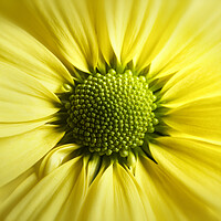 Buy canvas prints of Yellow Daisy Gerbera by Adrian Brockwell
