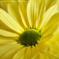 Buy canvas prints of Yellow Daisy Gerbera by Adrian Brockwell