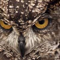 Buy canvas prints of  Owl Eyes by Graham Hill